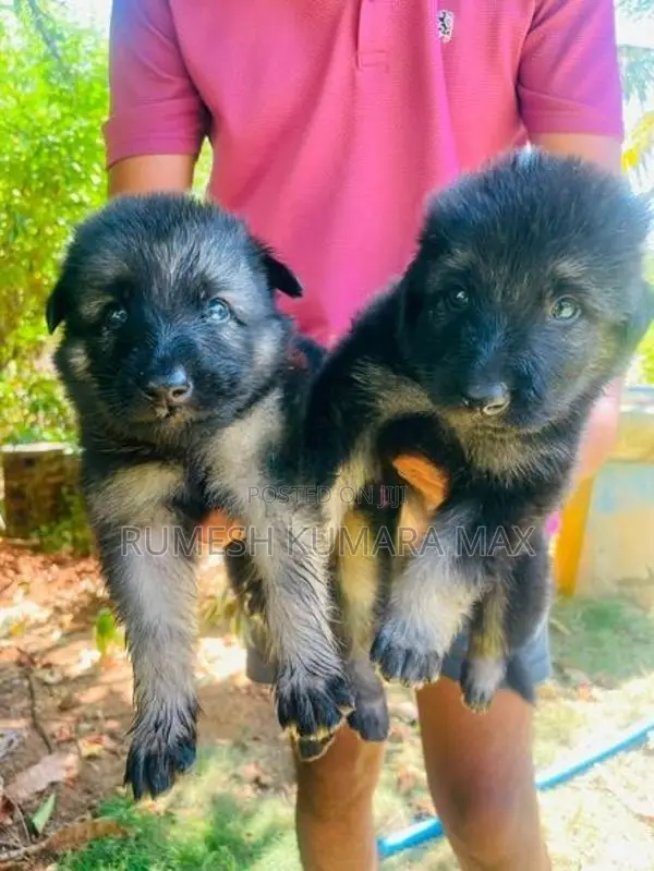German Shepherd Puppies
