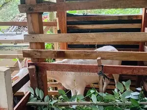 Saanen Goat