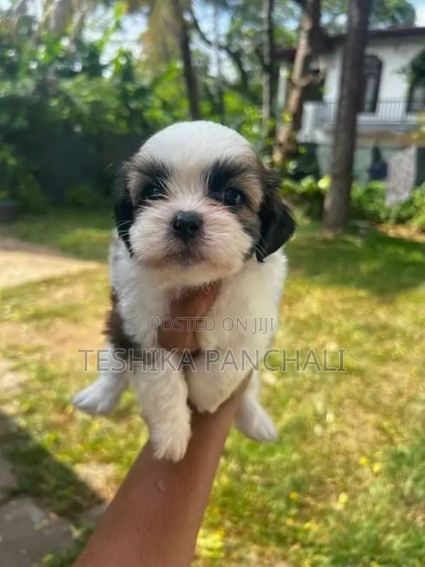 Shih Tzu Puppies