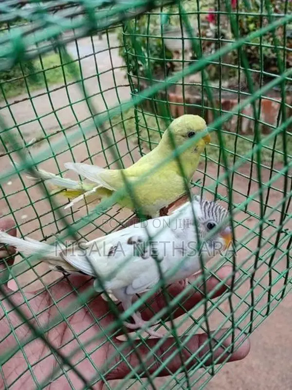 Love Birds