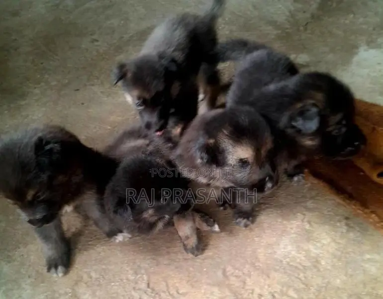 German Shepherd Puppies