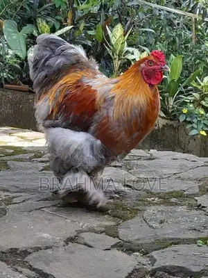 Brahma Chicken