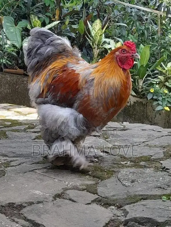 Brahma Chicken