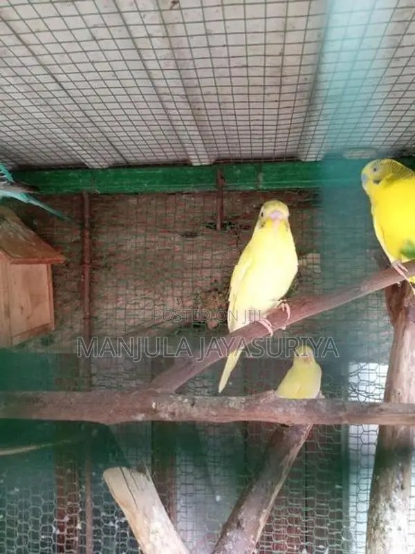 Bajri Birds