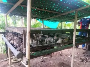 Watu Kuduwa