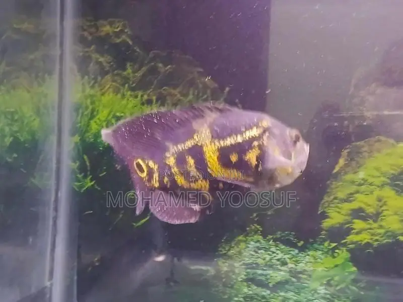 Tiger Oscar Fish