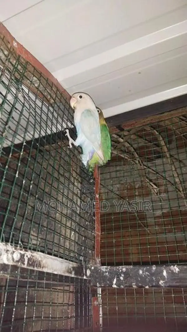 African Love Birds