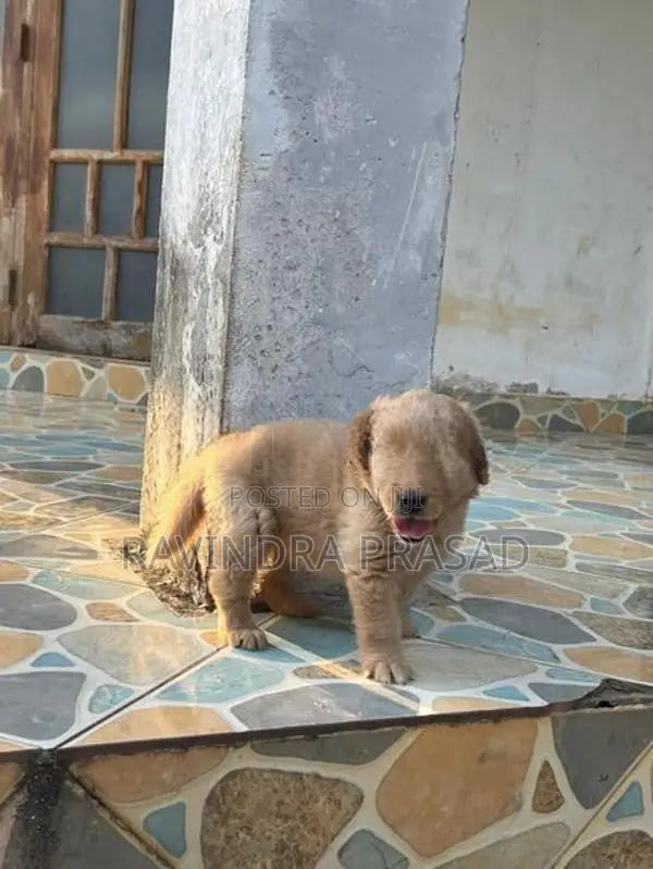 Golden Retriever Puppy
