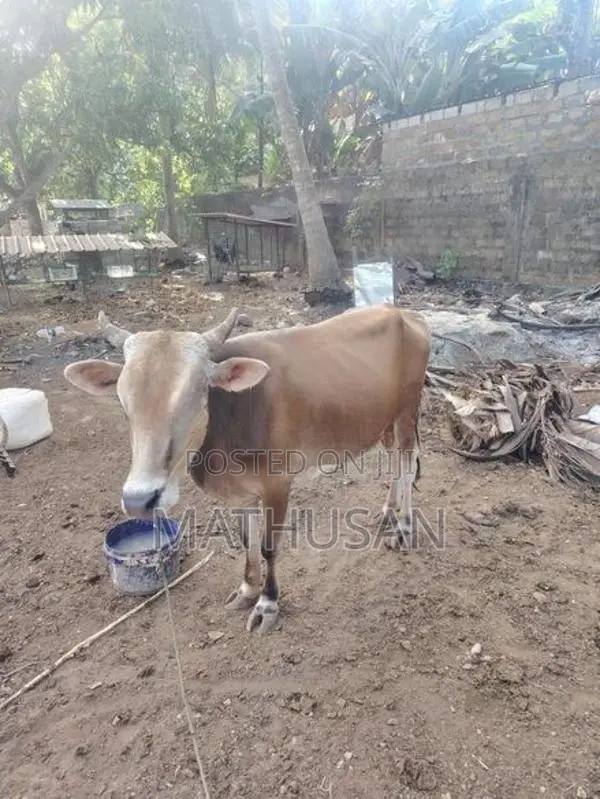 நாம்பன் மாடு