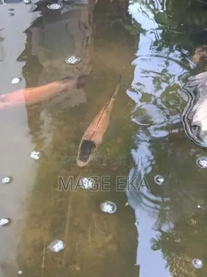 Mozambique Fish