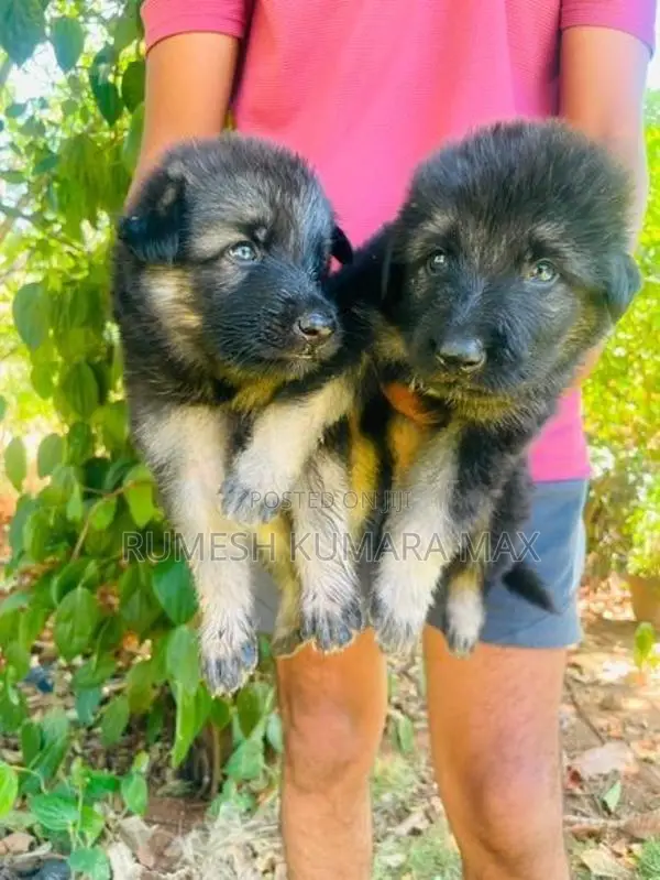 German Shepherd Puppies