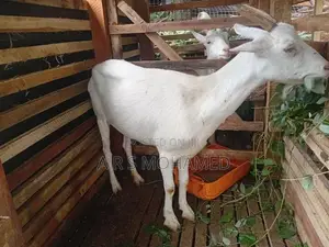 Saanen Goat