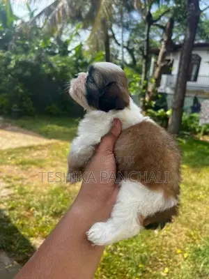 Shih Tzu Puppies