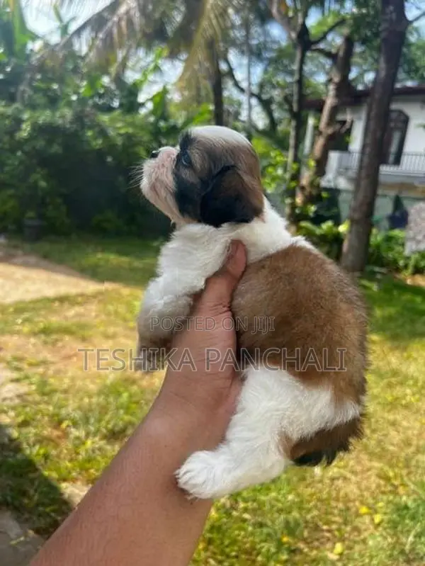 Shih Tzu Puppies