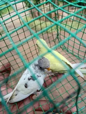 Love Birds