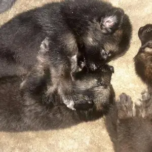German Shepherd Puppies