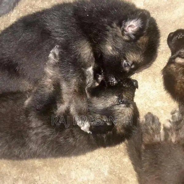 German Shepherd Puppies
