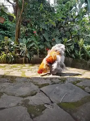 Brahma Chicken