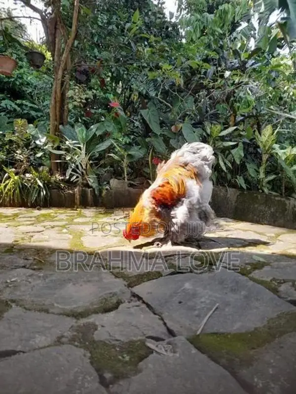 Brahma Chicken