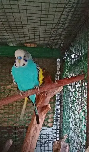Bajri Birds