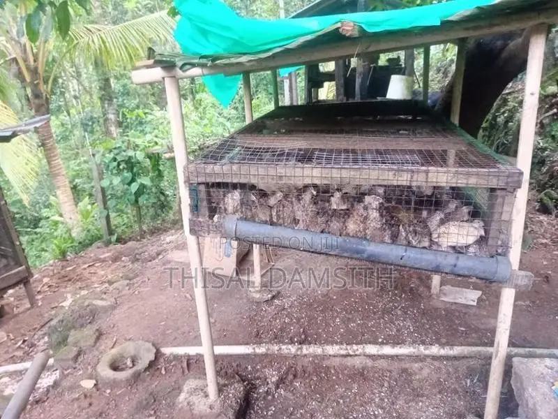 Watu Kuduwa