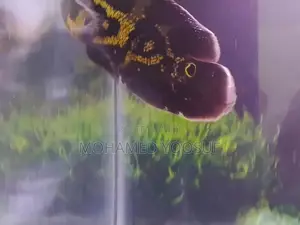 Tiger Oscar Fish