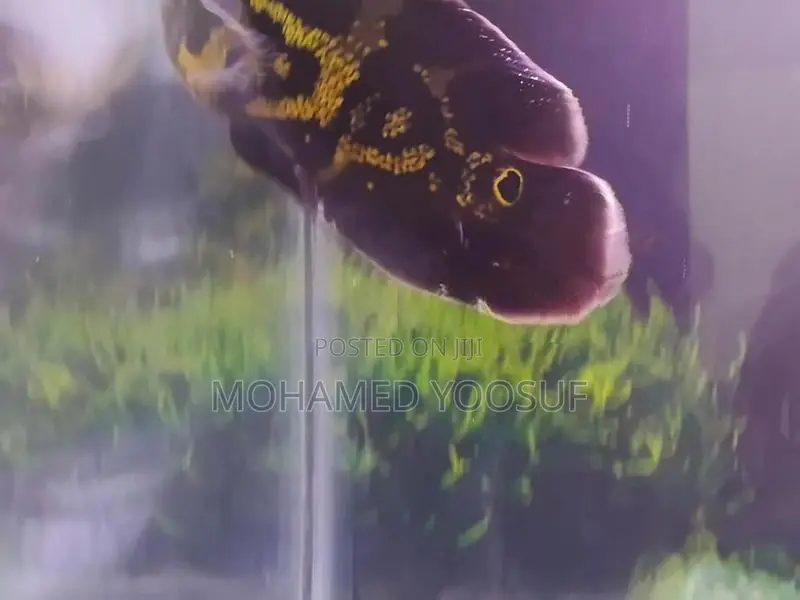 Tiger Oscar Fish
