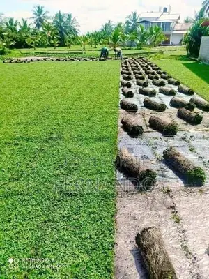Malasiyan Carpet Grass