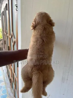 Golden Retriever Puppy