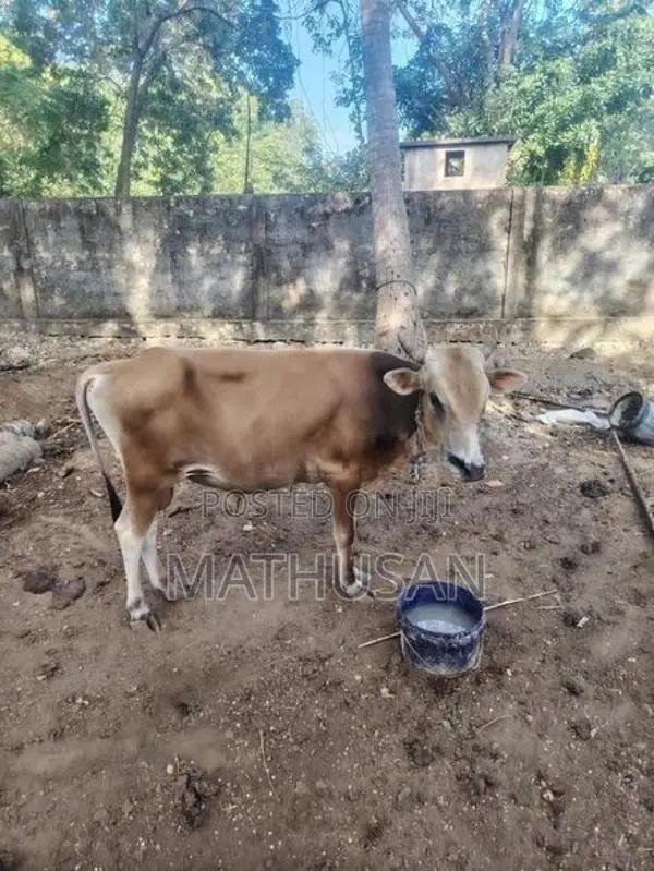 நாம்பன் மாடு