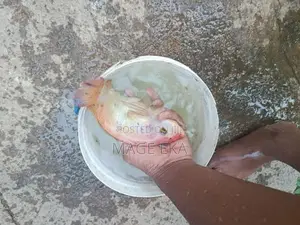 Mozambique Fish