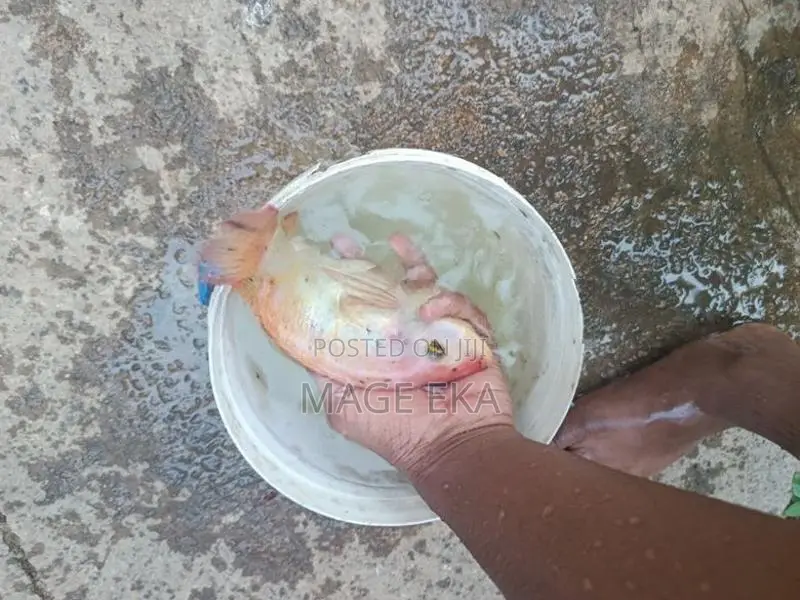 Mozambique Fish