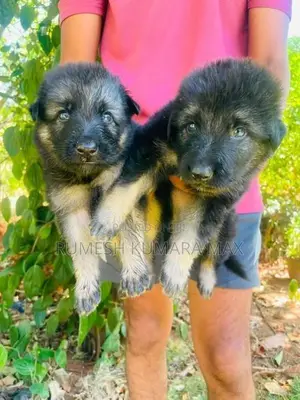German Shepherd Puppies