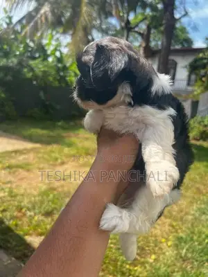 Shih Tzu Puppies