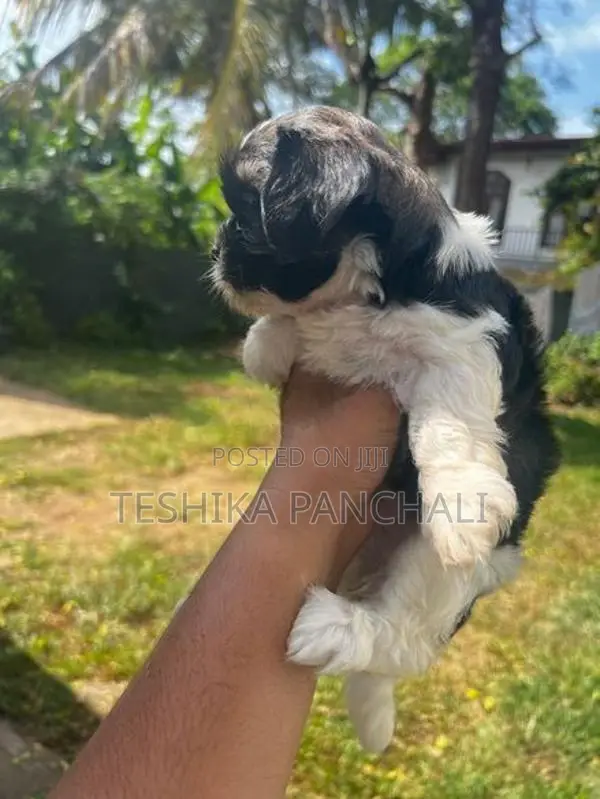 Shih Tzu Puppies