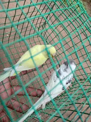 Love Birds
