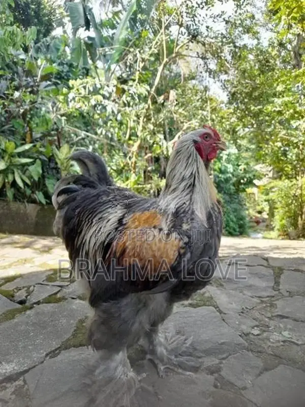 Brahma Chicken