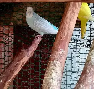 Bajri Birds