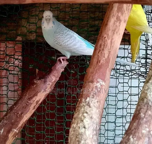Bajri Birds