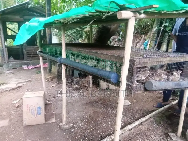 Watu Kuduwa