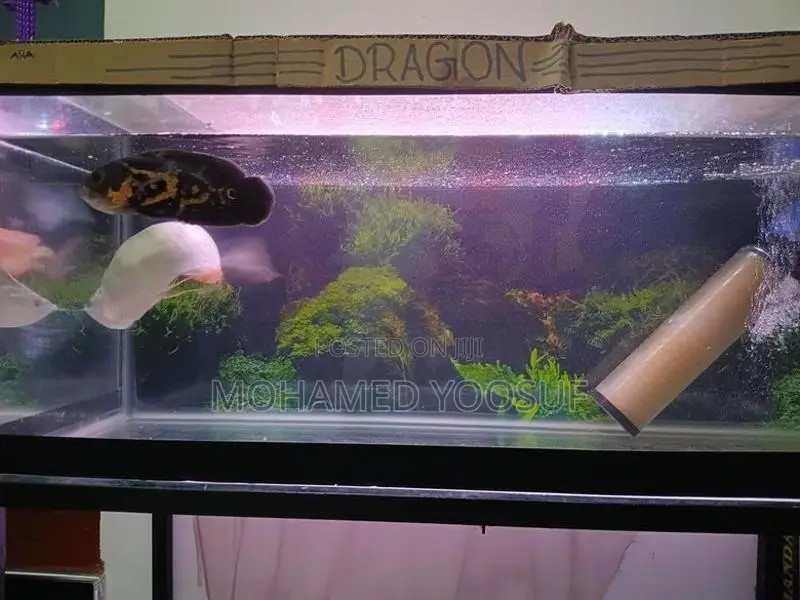 Tiger Oscar Fish