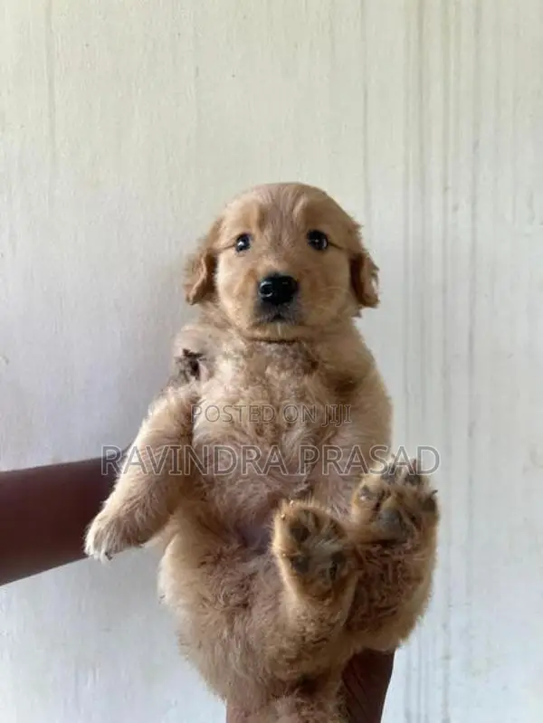 Golden Retriever Puppy