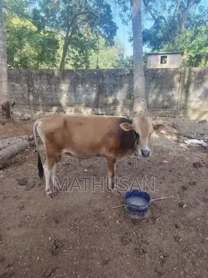 நாம்பன் மாடு