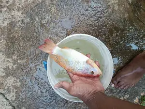 Mozambique Fish