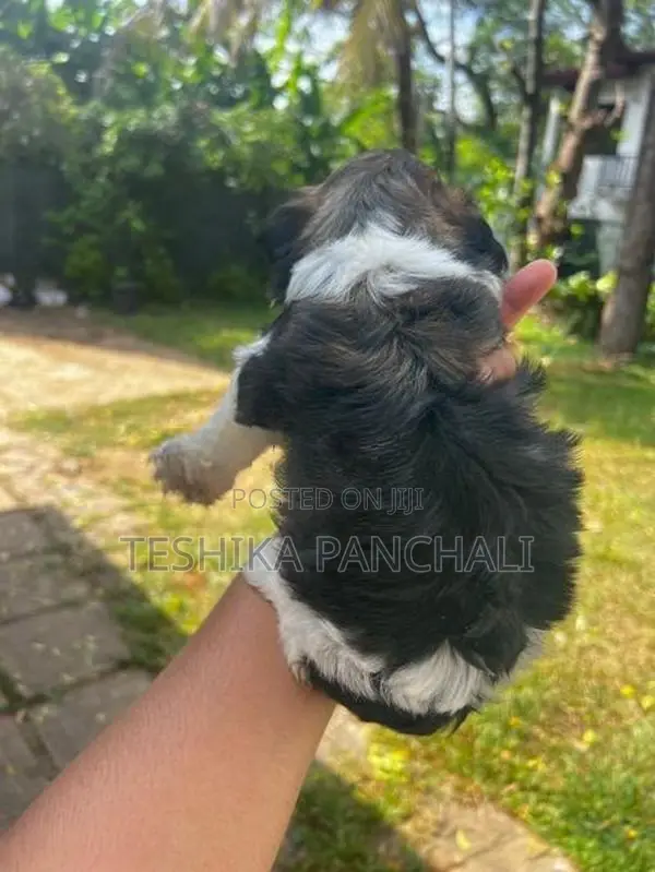 Shih Tzu Puppies