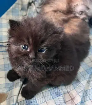 Persian Cat