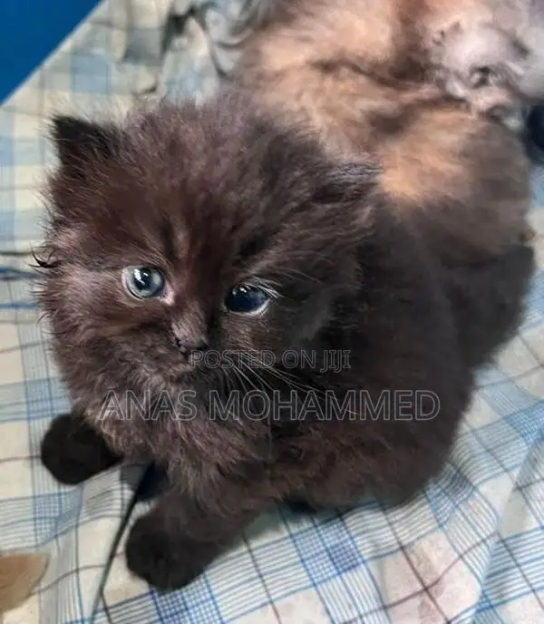 Persian Cat