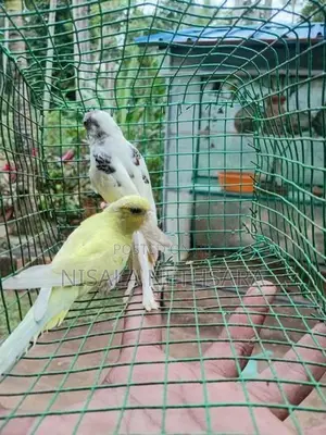 Love Birds