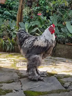 Brahma Chicken