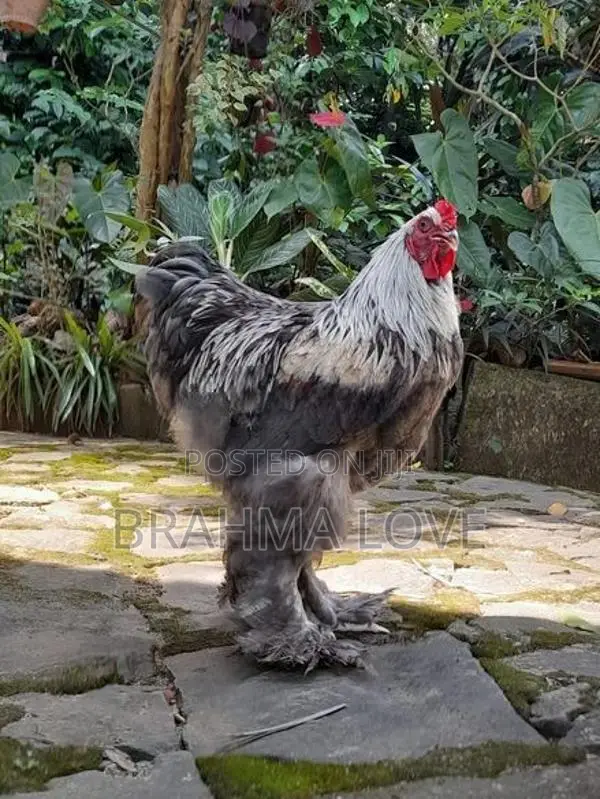 Brahma Chicken